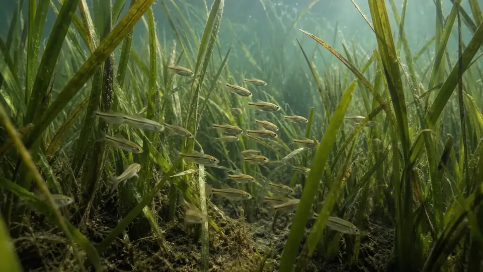 Aquatic grasses sway gently in a clear, sunlit underwater meadow.