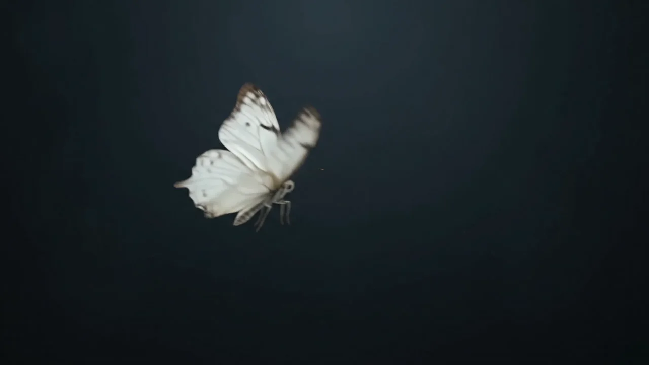 Mariposas en la oscuridad — Mariposas pálidas avanzan por una oscuridad profunda y silenciosa.