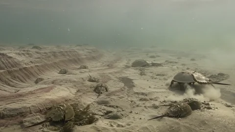 Ancient Seabed. A calm, silent animation: Ancient Seabed.
