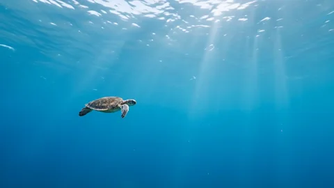 La viajera silenciosa. Una animación tranquila y sin sonido: La viajera silenciosa.